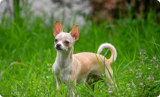 Выбор щенка